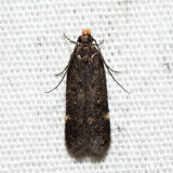 2198  Red-Striped Fireworm Moth  Aroga trialbamaculella?