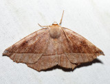 6966 - Curve-toothed Geometer - Eutrapela clemataria