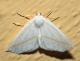 6964  White Slant-Line  Tetracis cachexiata