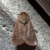 10567 - Sheathed Quaker - Ulolonche culea