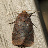10563 – Ruddy Quaker – Protorthodes oviduca