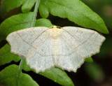 6885 - Oak Besma - Besma quercivoraria (pale female)