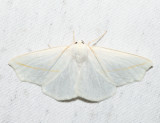 6964  White Slant-Line  Tetracis cachexiata