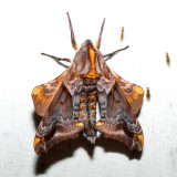 Moths June 