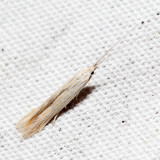 1365 - Streaked Coleophora - Coleophora cratipennella