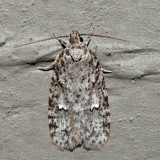0911 – Bog Bibarrambla – Bibarrambla allenella
