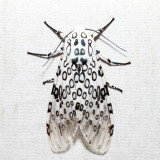 8146 - Giant Leopard Moth - Hypercompe scribonia