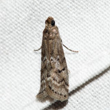 5745  Glyptocera consobrinella