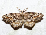 6654  One-spotted Variant  Hypagyrtis unipunctata