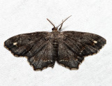 6654  One-spotted Variant  Hypagyrtis unipunctata (melanistic)