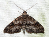8412 - Gold-lined Melanomma - Melanomma auricinctaria