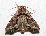 10300 – Grand Arches – Lacanobia grandis