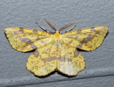 6740 - False Crocus Geometer - Xanthotype urticaria (male)