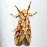 8211 - Hickory Tussock Moth - Lophocampa caryae