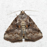 9035 - White-lined Graylet - Hyperstrotia nana