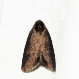 0437  Common Bagworm Moth  Psyche casta