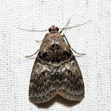 5606 – Maple Webworm – Pococera asperatella