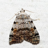 8322 - American Idia - Idia americalis