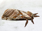 0018  Silver-spotted Ghost Moth  Sthenopis argenteomaculatus 