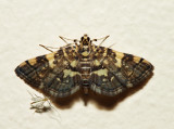 5177 - Checkered Apogeshna - Apogeshna stenialis
