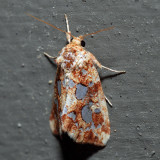 9633 - Silver-Spotted Fern Moth - Callopistria cordata