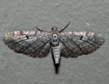 7526 - Eupithecia russeliata (female)