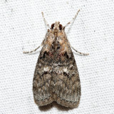 5608  Striped Oak Webworm Moth  Pococera expandens
