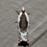 3354 – Little Cloud Ancylis – Ancylis nubeculana