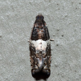 3310 – Walker's Epinotia – Epinotia transmissana