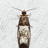 2906  Eye-spotted Bud Moth  Spilonota ocellana