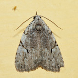  9662  Many-dotted Appleworm Moth  Balsa malana