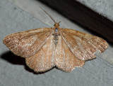 6286 - Speranza brunneata (male)