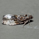  2862  Green Budworm Moth  Hedya nubiferana