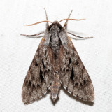 7817 - Northern Pine Sphinx - Lapara bombycoides