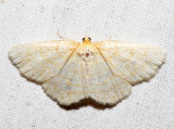6677 - Yellow-dusted Cream - Cabera erythemaria