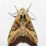 9546 - Olive Angle Shades - Phlogophora iris