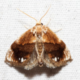 4659  Jeweled Tailed Slug Moth  Packardia geminata