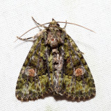 9619 - Spotted Phosphila - Phosphila miselioides