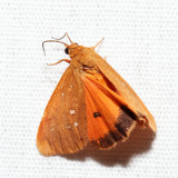 8121  Orange Holomelina  Virbia aurantiaca