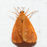 8121  Orange Holomelina  Virbia aurantiaca