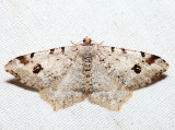 6348  Hemlock Angle Moth  Macaria fissinotata