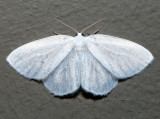 6253 - Northern Eudeilinia - Eudeilinea herminiata (male)