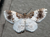 7420 - Hydrelia condensata