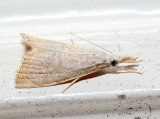 5489  Peppered Haimbachia Moth  Haimbachia placidella