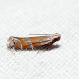 2229  Stripe-backed Moth  Battaristis vittella