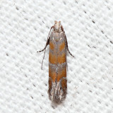 2229  Stripe-backed Moth  Battaristis vittella