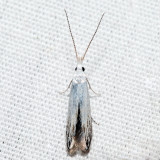 1257  American Pistol Casebearer Moth  Coleophora atromarginata