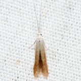 Coleophora sp.