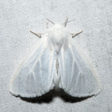 8133  Pink-legged Tiger Moth  Spilosoma latipennis