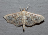 5277 – Zigzag Herpetogramma – Herpetogramma thestealis